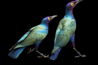 紫色輝椋鳥