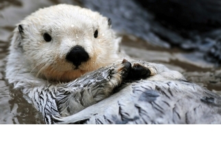 【動物好朋友】海獺(Sea otter)