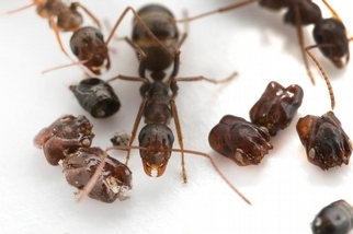 難以解釋的神祕行為：這些螞蟻會拿敵人頭顱裝飾巢穴