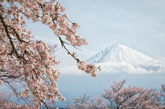 春的腳步：富士山櫻花