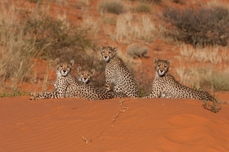 獵豹，喀拉哈里沙漠