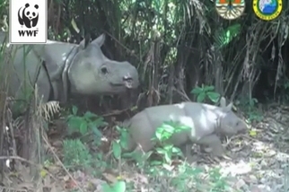 相機陷阱捕捉到罕見爪哇犀牛的幼獸