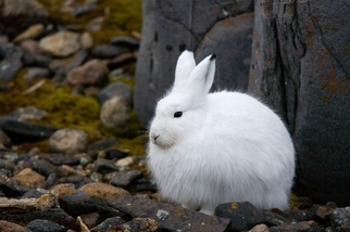 雪鞋野兔能否應付氣候變遷？