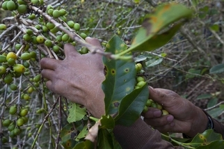 真菌與氣候變遷對全球咖啡供給的威脅