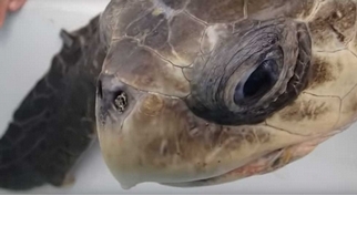 吸管怎麼會跑進海龜鼻子裡？