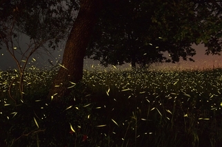 夤夜之輝：義大利螢火蟲