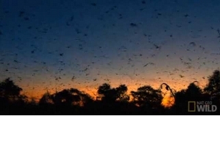 不敵熱浪高溫  澳洲蝙蝠活活熱死
