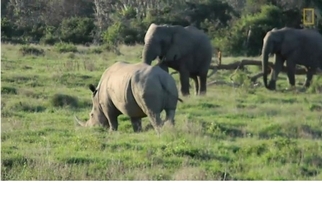 大象找犀牛玩