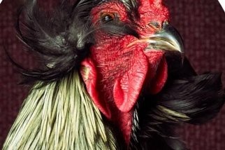 此雞只應天上有：七張皇家照拍出雞的優雅