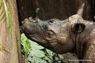罕見蘇門答臘犀牛40年來首度現身
