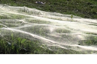 數百萬隻幼蛛築起巨幅絲毯