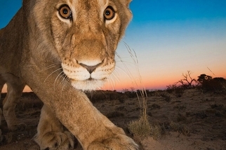 喀拉哈里之獅：瞧那雙眼睛