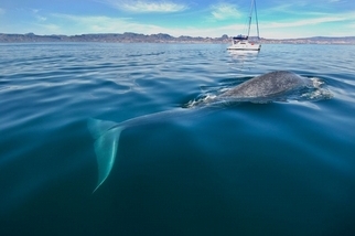 進入航道的藍鯨正飽受船襲威脅
