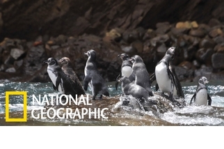 為什麼加拉巴哥企鵝是企鵝界中的「啃老族」？
