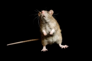 「老鼠其實很冤枉？」或許黑死病不能怪罪老鼠