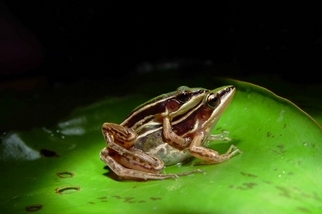寂靜的春天——最後一隻台北赤蛙？