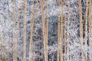 冬日風情畫：覆雪的顫楊