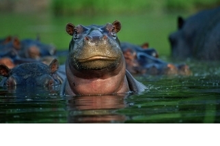 【動物好朋友】河馬(Hippopotamus)