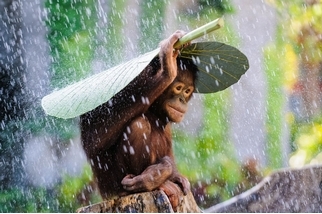 雨中的猩猩