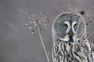 傲立風雪：芬蘭烏林鴞