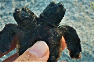 海灘驚見雙頭海龜寶寶