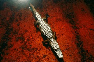 奧克芬諾奇沼澤：短吻鱷