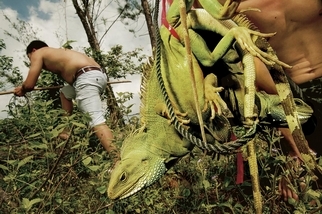 影像藝廊：追蹤東南亞兩棲爬蟲走私貿易