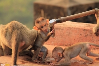 口渴的猴子