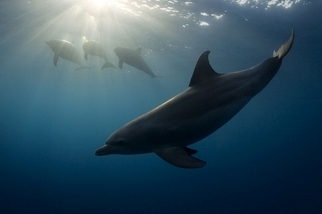 紅海海豚
