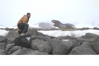 探險直擊：同類也想撿現成！豹斑海豹爭食獵物