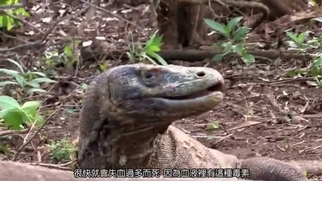地球上最可怕的蜥蜴—科摩多龍