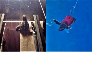 「衝衝衝」 為了科學 海龜寶寶也上了跑步機！