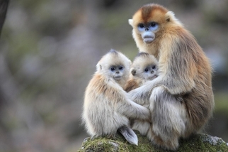 為何這種猴子要相互幫忙養嬰兒？