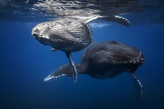 座頭鯨嬰兒與母親