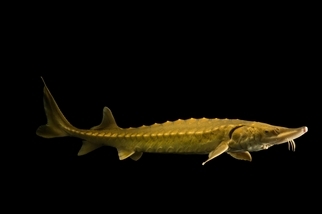 目擊4.3公尺巨魚，消失魚種有望重返哈德遜河！