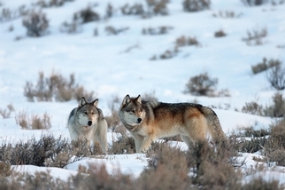 該繼續保育大野狼嗎？一場政策與科學的拉鋸戰