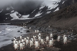 一群南極洲的企鵝