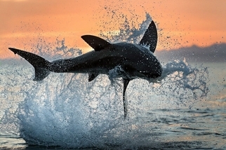 飛躍吧！鯊魚