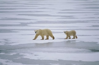 新研究指出，北極熊飲食有70%來自......海冰？！
