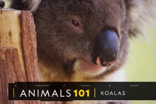 101動物教室：無尾熊