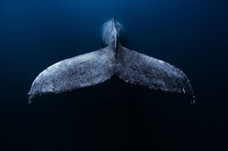 鯨魚尾巴