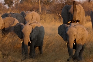 人類生活困頓的地方，大象也備受折磨