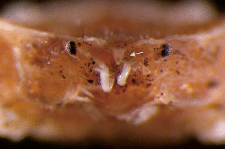 以齊柏林命名的新種膜殼蟹──齊柏林新尖額蟹