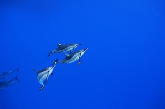 台灣的海豚會跟我們說什麼？