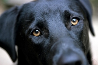 為了與我們溝通，狗狗演化出了水汪汪的眼睛