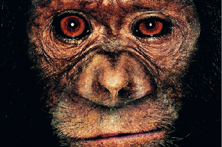 讓黑猩猩遠離伊波拉