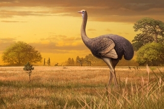 北半球首度發現巨鳥化石！3.6公尺的牠可能曾是古代人族的點心