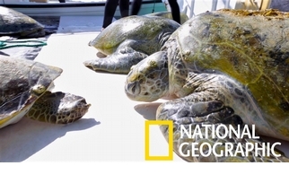 科學家「跳海抓龜」，只為研究波斯灣的神祕綠蠵龜種群