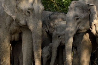 吉姆庫柏國家公園裡的大象家族