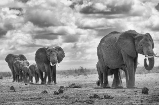 象群走過乾旱的大地